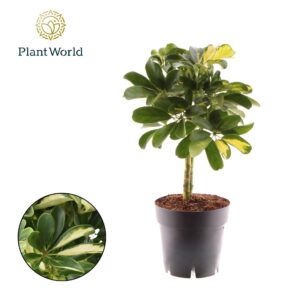 Schefflera Gold Capella Schefflera Gold Capella op stam
(9 Plants/Order)(14cmP 50cmH)