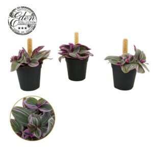 Tradescantia other Tradescantia Sweetness 5,5cm
(20 Plants/Order)(5.5cmP 5cmH)