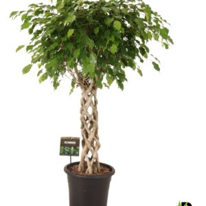 Ficus Exotica Ficus benj. Exotica gevlochten cilinder
(1 Plants/Order)(32cmP 130cmH)