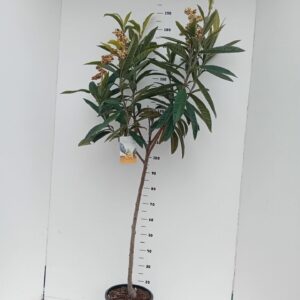 Eriobotrya japonica Eriobotrya japonica
(1 Plants/Order)(26cmP 180cmH)