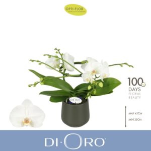Phalaenopsis white more Ripsen Dioro Prestige 2 spike in Anja Dark Green
(3 Plants/Order)(12cmP 50cmH)