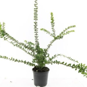 Lonicera Maigrün Lonicera nit. 'Maigrün'
(8 Plants/Order)(14cmP 10cmH)