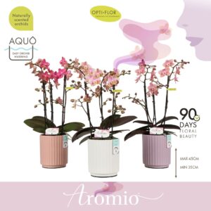 Phalaenopsis Multiflora Aromio mix 3 spike in Molise mix Aquo
(12 Plants/Order)(12cmP 35cmH)