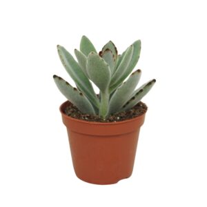 Kalanchoe tomentosa Kalanchoë tomentosa 8,5 cm
(18 Plants/Order)(8.5cmP 10cmH)