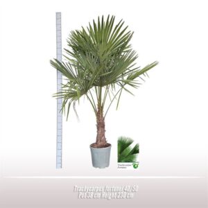 Trachycarpus fortunei Trachycarpus fortunei 40/50
(1 Plants/Order)(38cmP 230cmH)