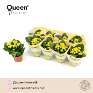 Kalanchoe pink Flowers Ruth Kalanchoe Raelynn P12 Queen
(10 Plants/Order)(12cmP 26cmH)