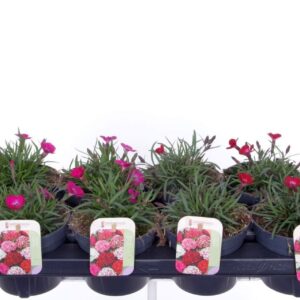 Carnation caryophyllus Carnation caryophyllus mix
(8 Plants/Order)(13cmP 25cmH)