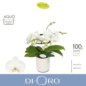 Phalaenopsis white more Ripsen Dioro Prestige 2 spike in Molise White Aquo
(3 Plants/Order)(12cmP 50cmH)
