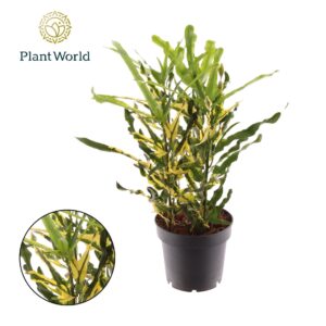 Codiaeum Codiaeum variegatum kleinb Croton Pigtail 3pp kopstek
(14 Plants/Order)(12cmP 30cmH)