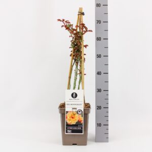 Rosa Rosa (K) Moonlight ®, C5, 4 stok 90 cm
(1 Plants/Order)(23cmP 40cmH)