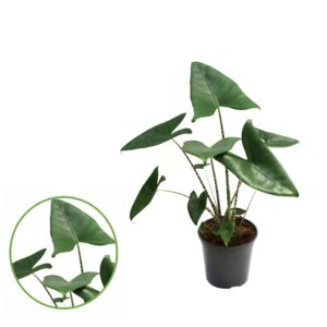 Alocasia zebrina
(1 Plants/Order)(21cmP 85cmH)