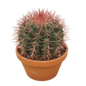 Ferocactus pilosus Ferocactus stainesii 27 cm
(2 Plants/Order)(27cmP 30cmH)