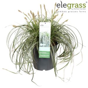 Carex oshimensis Carex 'Feather Falls' P23
(1 Plants/Order)(23cmP 55cmH)