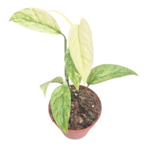 Monstera Monstera Laniata MINT
(5 Plants/Order)(9cmP 15cmH)