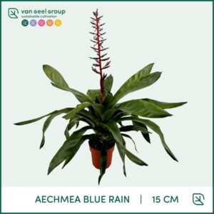Aechmea Blue Rain Aechmea Blue Rain
(7 Plants/Order)(15cmP 75cmH)