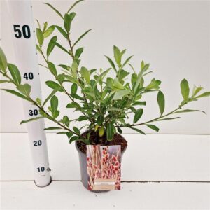 Salix integra Salix chaenomeloides 'Mount Aso'
(1 Plants/Order)(17cmP 25cmH)