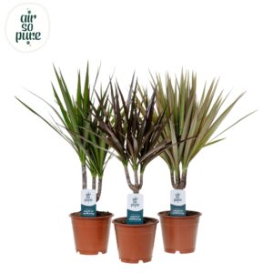 Dracaena Dracaena Marginata mix p12 (Air so Pure)
(10 Plants/Order)(12cmP 40cmH)