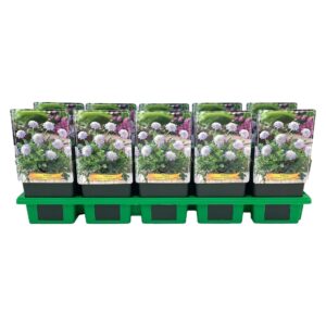 Scabiosa Scabiosa columbaria 'Mariposa Blue' P11
(10 Plants/Order)(11cmP 25cmH)