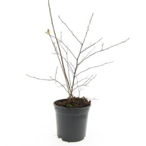 Spiraea vanhouttei Spiraea vanhouttei
(8 Plants/Order)(14cmP 10cmH)