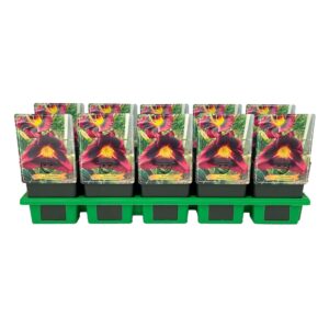 Hemerocallis Hemerocallis 'Midnight Dynamite' P11
(10 Plants/Order)(11cmP 25cmH)