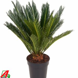 Cycas revoluta Cycas Revoluta P21
(1 Plants/Order)(21cmP 70cmH)
