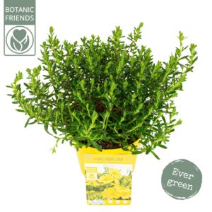 Halimium umbellatum Halimium 'April Sun' ®
(6 Plants/Order)(15cmP 40cmH)