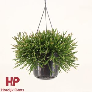 Rhipsalis burchellii Rhipsalis burchellii P15
(7 Plants/Order)(15cmP 25cmH)