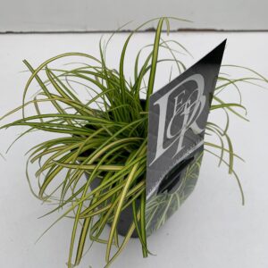 Carex Evercolor Eversheen Carex 'Eversheen'
(10 Plants/Order)(13cmP 25cmH)