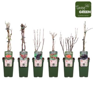 fruit trees and -heesters ov fruit mix tray bio P19 standaard
(6 Plants/Order)(19cmP 50cmH)