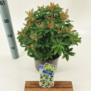 Pieris japonica Purity Pieris jap. ‘Purity’
(1 Plants/Order)(19cmP 30cmH)