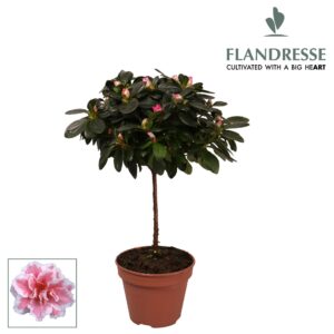 Rhododendron Azalea Flandresse® stam 'bont' 20 - 22 cm
(6 Plants/Order)(13cmP 45cmH)