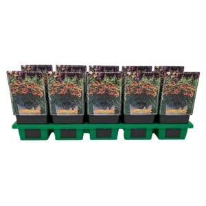 Echinacea purpurea Echinacea 'Lakota Orange' P11
(10 Plants/Order)(11cmP 25cmH)