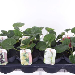 Alcea rosea Alcea rosea Chart. Double mix
(8 Plants/Order)(13cmP 20cmH)