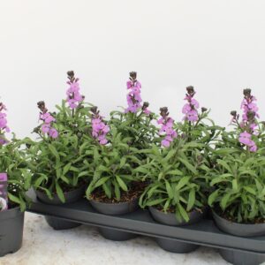 Erysimum linifolium Bowles Mauve Erysimum linifolium 'Bowles Mauve'
(8 Plants/Order)(13cmP 25cmH)