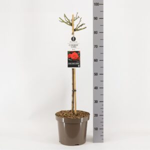 Rosa Rosa (TH) Cherry Girl ®, stam 70, C7.5
(1 Plants/Order)(26cmP 100cmH)