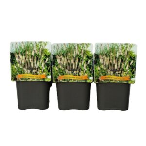 Actaea japonica Actaea japonica 'Cheju-Do' C5
(1 Plants/Order)(21cmP 35cmH)