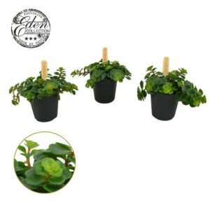 Sedum Kosmosje Sedum Tornado 5,5cm
(20 Plants/Order)(5.5cmP 10cmH)