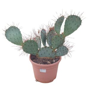 Opuntia Opuntia macrocentra 27 cm
(1 Plants/Order)(27cmP 60cmH)