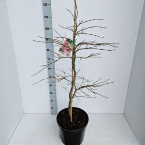 Acer palmatum Ornatum Acer palmatum 'Ornatum'
(1 Plants/Order)(31cmP 120cmH)