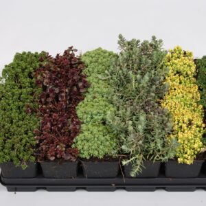 Sedum other Sedum mix 7cm
(24 Plants/Order)(7cmP 5cmH)