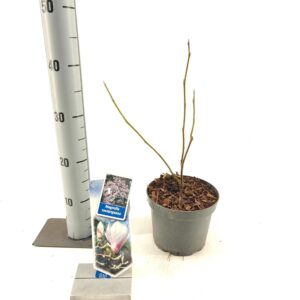 Magnolia soulangeana Magnolia soulangeana
(1 Plants/Order)(17cmP 40cmH)