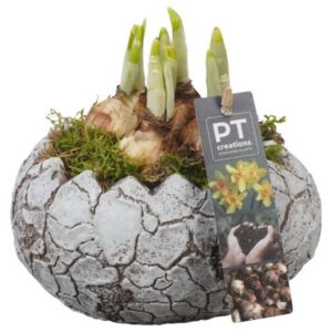 Narcissus Tete a Tete PTNP4535 Arrangement Narcissus Easter in beton ei
(6 Plants/Order)(16cmP 18cmH)