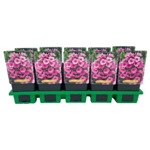 Phlox Paniculata Phlox paniculata 'Flame Pink' P11
(10 Plants/Order)(11cmP 25cmH)