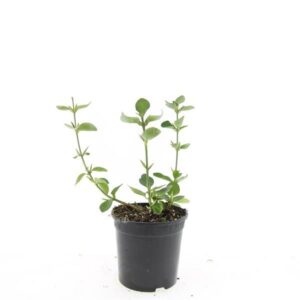 Euonymus fortunei Vegetus Euonymus fort. 'Vegetus'
(8 Plants/Order)(14cmP 25cmH)