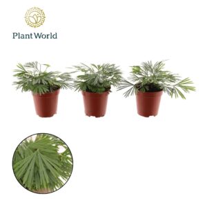 Varens other Tiny Actiniopteris australis
(20 Plants/Order)(5.5cmP 10cmH)