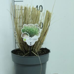 Pennisetum alopecuroides Pennisetum Alopecuroides P23
(1 Plants/Order)(23cmP 40cmH)