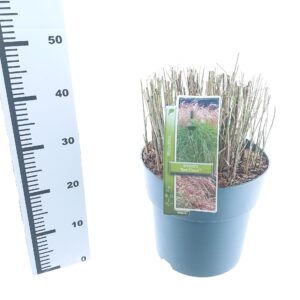 Miscanthus sinensis Red Cloud Miscanthus sin. 'Red Cloud'
(1 Plants/Order)(29cmP 40cmH)