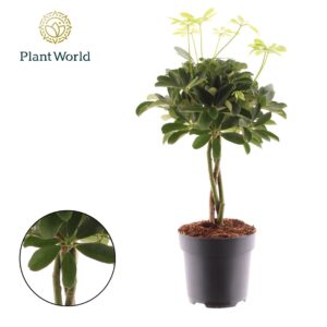 Schefflera Compacta Schefflera Compacta (Nora) vlecht
(1 Plants/Order)(17cmP 60cmH)