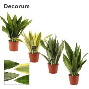 Sansevieria Sansevieria Aubrytiana 14 cm mix (Decorum)
(7 Plants/Order)(14cmP 40cmH)