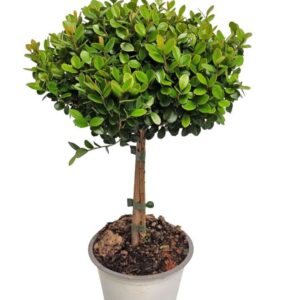 Myrsine africana Myrsine Africana Stem
(6 Plants/Order)(14cmP 45cmH)